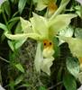Stanhopea ruckeri
